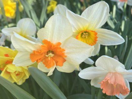 Velkokvěté narcisy - mix  Narcissus- mix
