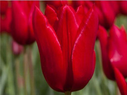 Tulipán 'Dirk'  Tulipa 'Dirk'