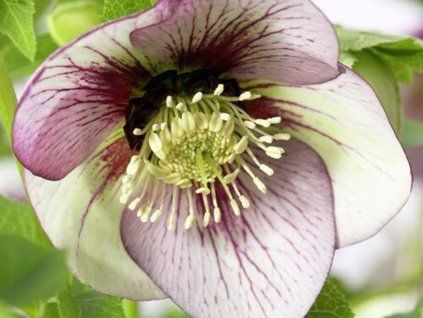 Čemeřice 'Winter Emotions Anemone Picotee' - Helleborus 'Winter Emotions Anemone Picotee'  Helleborus 'Winter Emotions Anemone Picotee'