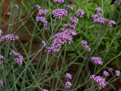 Sporýš argentinský 'Bonnie Blue' - Verbena bonariensis 'Bonnie Blue'  Verbena bonariensis 'Bonnie Blue'