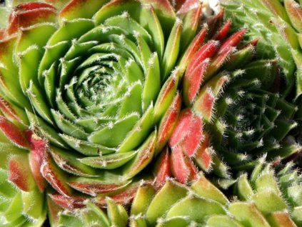 Netřesk x hybr. 'Cassiopea' - Sempervivum x hybr. 'Cassiopea'  Sempervivum x hybr. 'Cassiopea'