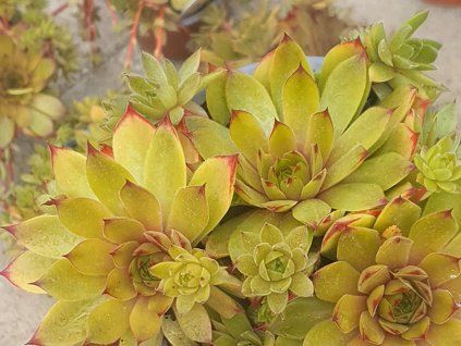Netřesk x hybr. 'Leo' - Sempervivum x hybr. 'Leo'  Sempervivum x hybr. 'Leo'