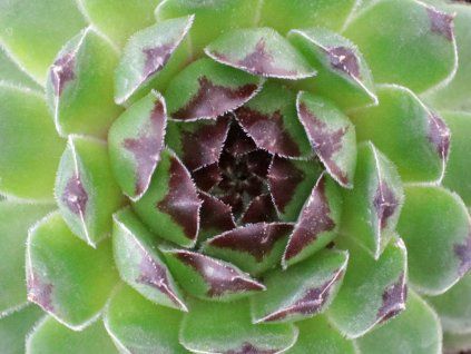 Netřesk x hybr. 'Reinhard' - Sempervivum x hybr. 'Reinhard'  Sempervivum x hybr. 'Reinhard'