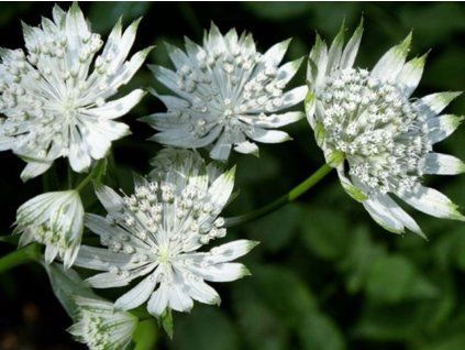 Jarmanka větší 'Shaggy’ - Astrantia major subsp. involucrata ‘Shaggy’  Astrantia major 'Shaggy’