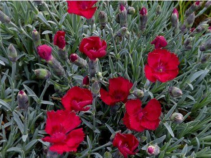 Hvozdík sivý 'Bombardier' - Dianthus gratianopolitanus 'Bombardier'  Dianthus gratianopolitanus 'Bombardier'