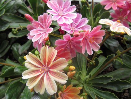 131206 1 levisie kvetnata elise lewisia cotyledon elise