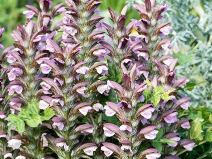 Paznehtník dlouholistý - Acanthus hungaricus  Acanthus hungaricus