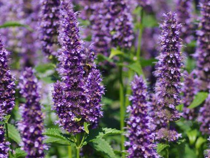 Agastache 'Black Adder' - Agastache 'Black Adder'  Agastache 'BlackAdder'