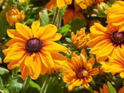 Třapatka (Rudbékie) srstnatá 'Carolina' - Rudbeckia hirta 'Carolina'  Rudbeckia hirta 'Carolina'