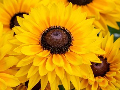 Třapatka (Rudbékie) srstnatá SMILEY Z® 'Big Cheerleader'- Rudbeckia hirta SMILEY Z® 'Big Cheerleader'  Rudbeckia hirta SMILEY Z® 'Big Cheerleader'