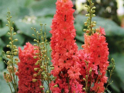 Ostrožka vyvýšená 'Red Lark' - Delphinium elatum 'Red Lark'  Delphinium elatum 'Red Lark'