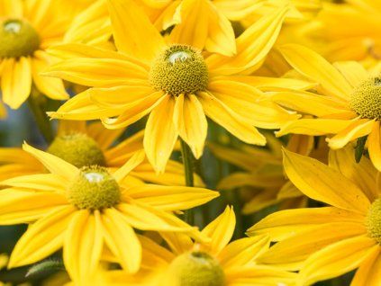 Třapatka (Rudbékie) srstnatá SMILEY Z® 'Passion'- Rudbeckia SMILEY Z® 'Passion'  Rudbeckia SMILEY Z® 'Passion'