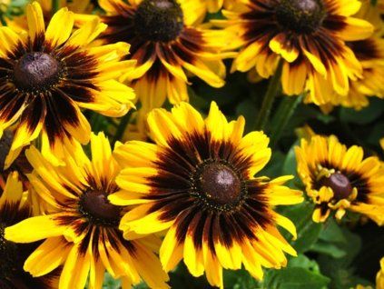 Třapatka (Rudbékie) srstnatá SMILEY Z® 'Tiger'- Rudbeckia SMILEY Z® 'Tiger'  Rudbeckia hirta SMILEY Z® 'Tiger'