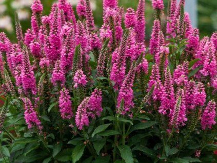 Rozrazil klasnatý 'Bubblegum Candles' - Veronica spicata 'Bubblegum Candles'  Veronica spicata 'Bubblegum Candles'
