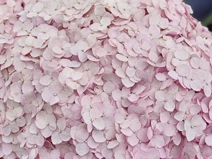 Hortenzie stromečkovitá CANDYBELLE® 'Stand Up Pink' PBR  Hydrangea arborescensCANDYBELLE® 'Stand Up Pink' PBR