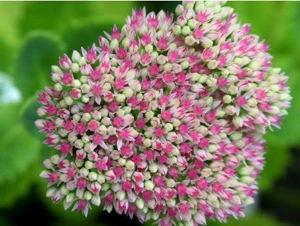 Rozchodník velký 'Seduction Pink Passion' - Sedum telephium 'Seduction Pink Passion'  Sedum telephium 'Seduction Pink Passion'