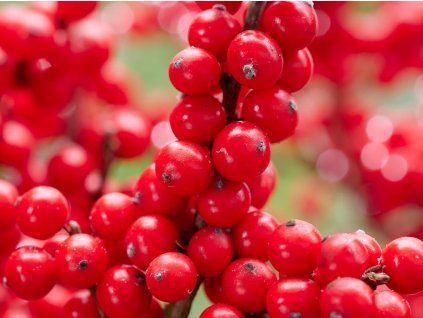 Cesmína ostrolistá 'Big Bells'  Ilex aquifolium 'Big Bells'