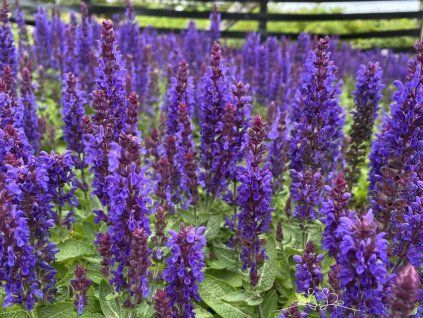 Šalvěj hajní 'Sensation® Medium Deep Blue' - Salvia nemorosa 'Sensation® Medium Deep Blue'  Salvia nemorosa 'Sensation® Medium Deep Blue'
