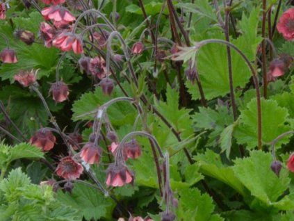 Kuklík hybr. 'Leonard's Variety' - Geum hybr. 'Leonard's Variety'  Geum hybr. 'Leonard's Variety'