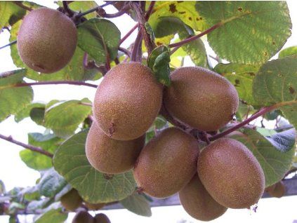 Kiwi 'Yellow Queen'  Actinidia deliciosa'Yellow Queen'