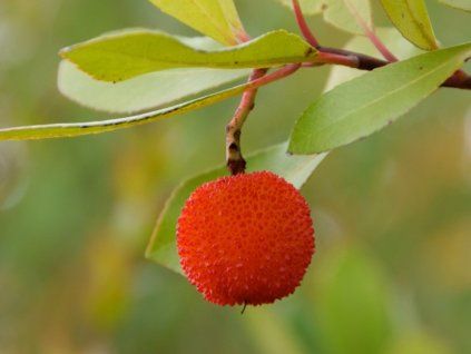 Planika 'Cobra'  Arbutus unedo 'Cobra'
