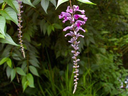 Komule Lindleyana  Buddlejalindleyana