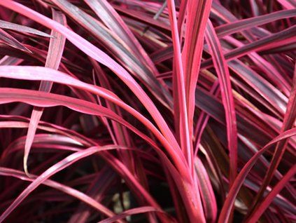 Dračinka 'Festival Raspberry'  Cordyline 'Festival Raspberry'
