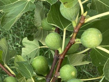 Fíkovník smokvoň 'Gustis® Ficcolino®'  Ficus carica 'Gustis® Ficcolino®'