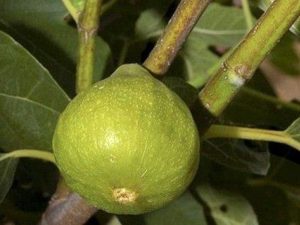 Fíkovník smokvoň 'Jannot'  Ficus carica 'Jannot'