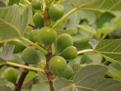 Fíkovník smokvoň 'Kadota'  Ficus carica 'Kadota'