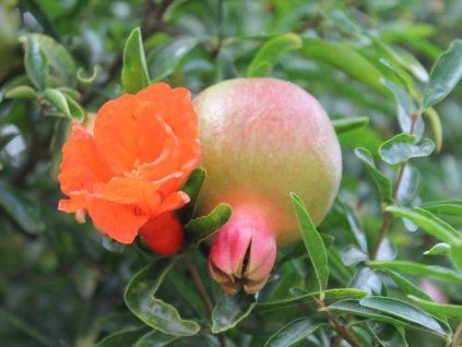 Granátové jablko 'Favorite'  Punica granatum 'Favorite'