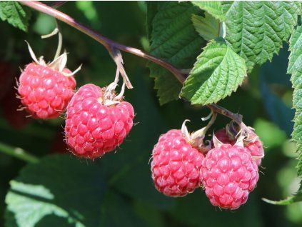 Maliník 'Veten'  Rubus idaeus 'Veten'