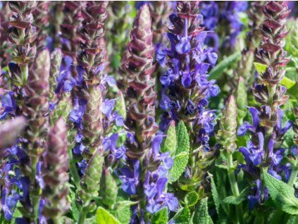 Šalvěj hajní 'Sensation® Compact Violet' - Salvia nemorosa 'Sensation® Compact Violet'  Salvia nemorosa 'Sensation® Compact Violet'