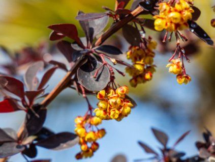 Dřišťál Ottawský 'Auricoma'  Berberis ottawensis Auricoma'