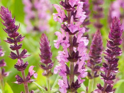 Šalvěj hajní 'Sensation® Compact Rose' - Salvia nemorosa 'Sensation® Compact Rose'  Salvia nemorosa 'Sensation® Compact Rose'