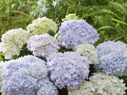 Hortenzie velkolistá  'Doppio Azzurro®'  Hydrangea macrophylla 'Doppio Azzurro®'