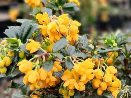 Dřišťál Darwinův 'Compact'  Berberis darwinii 'Compacta'