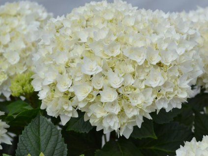 Hortenzie velkolistá 'Doppio Fredo®'  Hydrangea macrophylla 'Doppio Fredo®'