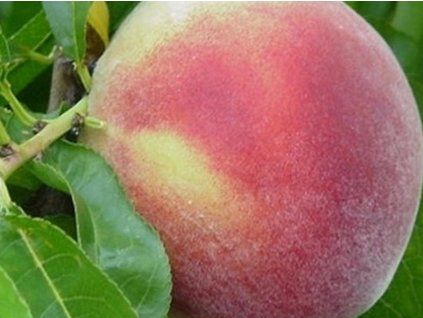 Broskvoň 'Ševčenko' - kontejner  Prunus persica 'Ševčenko'