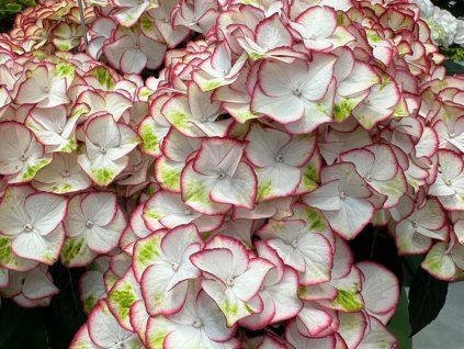 Hortenzie velkolistá 'HI Moon'  Hydrangea macrophylla 'HI Moon'