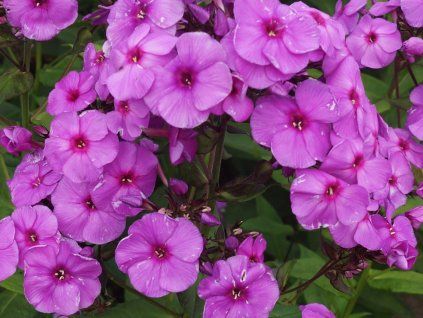 Plaménka latnatá 'Purple Paradise' - Phlox paniculata 'Purple Paradise'  Phlox paniculata 'PurpleParadise'