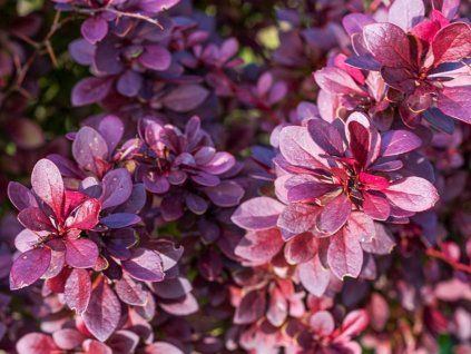 Dřišťál Thunbergův 'Pink Pillar'  Berberis thunbergii 'Pink Pillar'