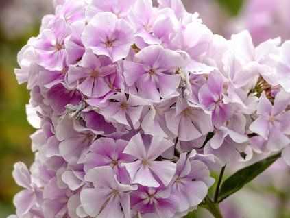 Plaménka latnatá 'Franz Schubert' - Phlox paniculata 'Franz Schubert'  Phlox paniculata 'Franz Schubert'