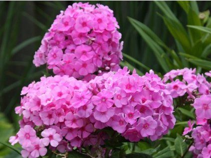 Plaménka latnatá 'Eva Cullum' - Phlox paniculata 'Eva Cullum'  Phlox paniculata 'Eva Cullum'