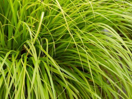 Dochan psárkovitý 'Lumen Gold' PBR - Pennisetum alopecuroides 'Lumen Gold' PBR  Pennisetum alopecuroides 'Lumen Gold' PBR