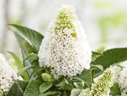 Komule Davidova 'Little Rockstars'® White  Buddleja davidii 'Little Rockstars'® White