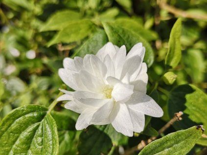 Pustoryl 'Frosty Morn'  Philadelphus 'Frosty Morn'