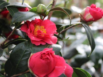 Kamélie japonská 'Blood of China'  Camellia japonica 'Blood of China'