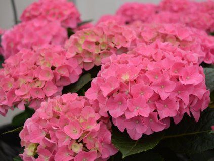 Hortenzie velkolistá 'Jip Pink'  Hydrangea macrophylla 'Jip Pink'