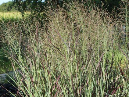 Proso prutnaté  'Purple Breeze' - Panicum virgatum 'Purple Breeze'  Panicum virgatum 'Purple Breeze'